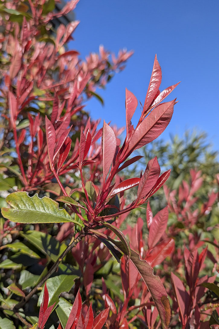 aménagement-jardin-la-rochelle