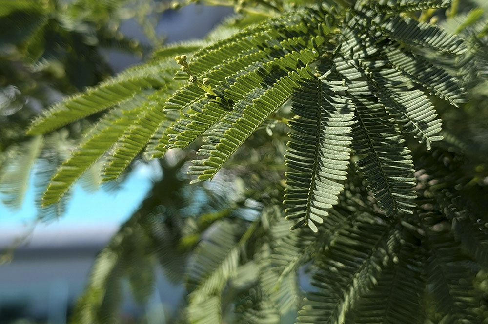 aménagement-jardin-la-rochelle
